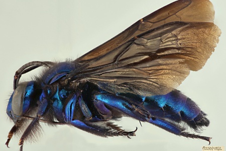 [Aglae caerulea female (lateral/side view) thumbnail]